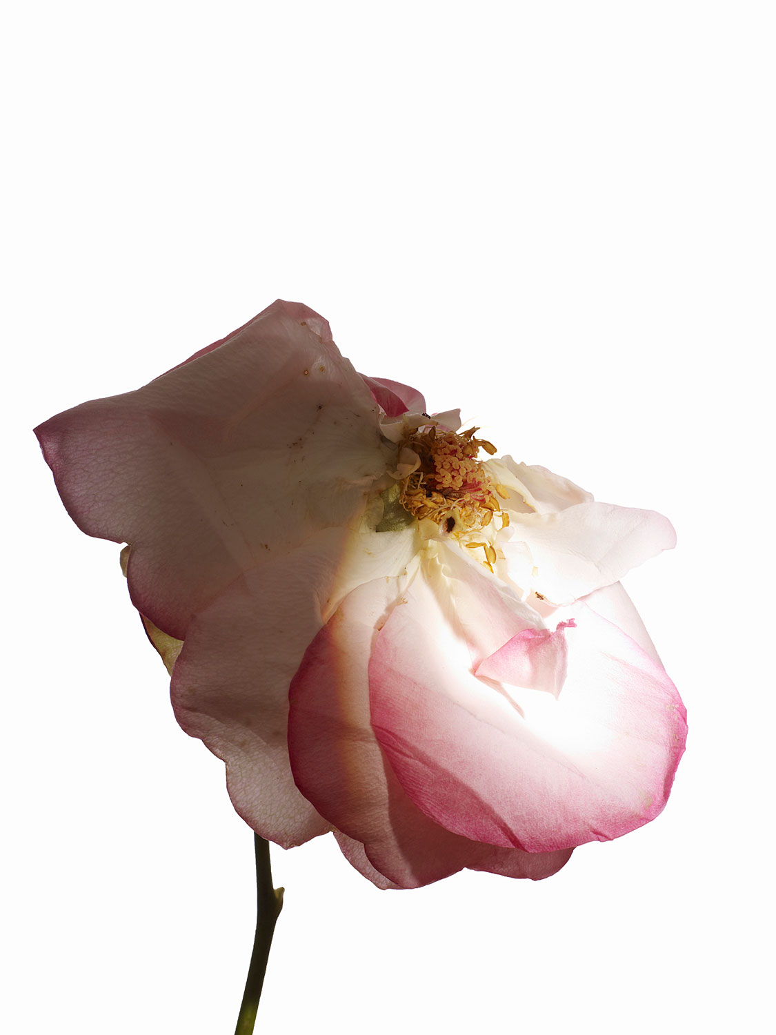 Henry Bourne Photographer