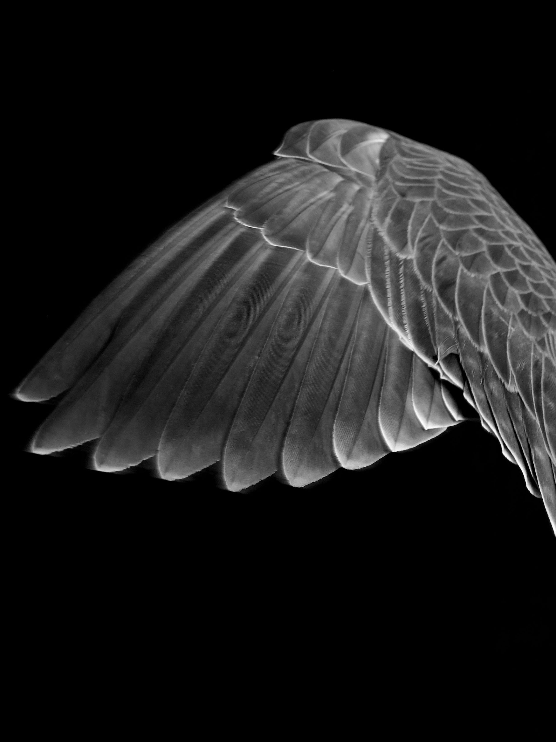 henry bourne photographer, falcon