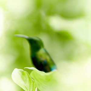 HUMMINGBIRD #1