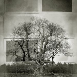 Ancient Boughs #12. Castanea Sativa, Sweet Chestnut, West Sussex.