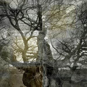 Ancient Boughs #8. The Lady in Waiting, Quercus Petraea, Sessile Oak, West Sussex.