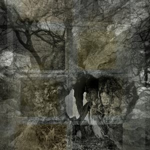 Ancient Boughs #7. The Lady in Waiting, Quercus Petraea, Sessile Oak, West Sussex.