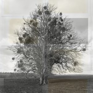 Ancient Boughs #9. Tilia × Europaea & Viscum Album, Common Lime & Mistletoe, West Sussex.