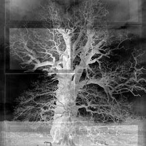 Ancient Boughs #3. Quercus Robur, the Pedunculate Oak, West Sussex, Negative.