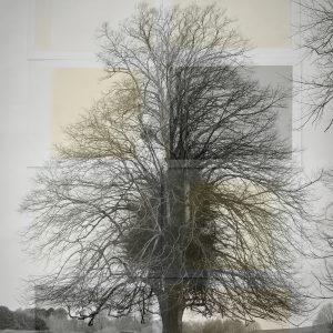 Ancient Boughs #11. Tilia × Europaea, Common Lime, West Sussex