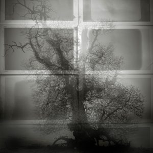 Ancient Boughs #6. Castanea Sativa, Sweet Chestnut, West Sussex.