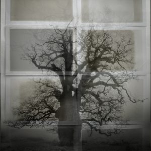 Ancient Boughs #4. Quercus Robur, the Pedunculate Oak, West Sussex.