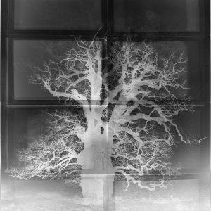 Ancient Boughs #5. Quercus Robur, the Pedunculate Oak, West Sussex, Negative.